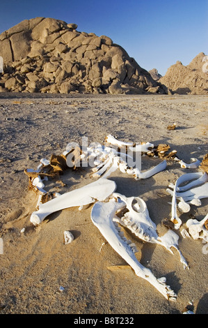 dead camel in the desert, Libya Stock Photo