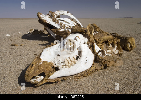 dead camel in the desert, Libya Stock Photo