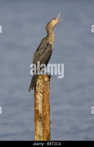 Gaping immature Neotropic Cormorant (Phalacrocorax brasilianus) perched on piling Stock Photo