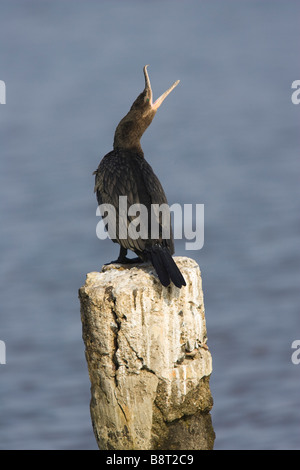 Gaping adult Neotropic Cormorant (Phalacrocorax brasilianus) perched on piling Stock Photo