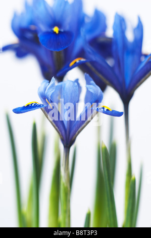 Iris reticulata 'harmony' against a white background Stock Photo