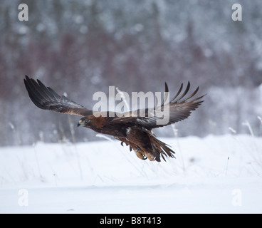 A Golden Eagle ( Aquila chrysaetos ) Flying In Snowy Conditions Stock Photo