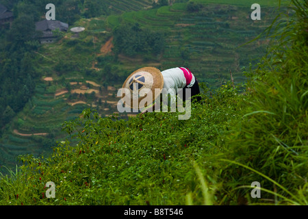 Hard work in the steep rice terraces of Longsheng, Guangxi province, China. Stock Photo