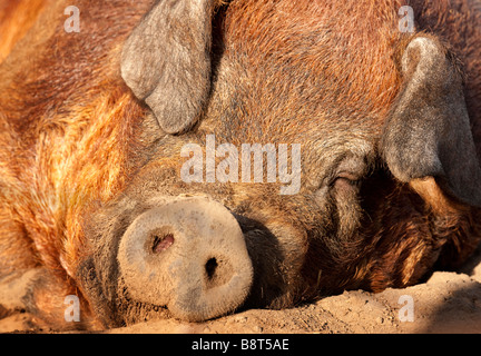 An adult pig sleeps outside in the afternoon sun. Stock Photo