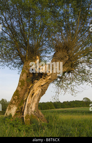 common osier (Salix viminalis), old tree with fresh green foliage in spring, Germany, Rhineland-Palatinate Stock Photo