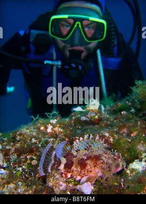 lesser red scorpionfish, little scorpionfish, small red scorpionfish (Scorpaena notata, Scorpaena ustulata), with diver in back Stock Photo