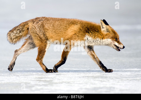 red fox (Vulpes vulpes), crossing a frozen lake, Germany, Mecklenburg-Western Pomerania, Feldberger Seelandschaft Stock Photo