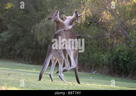 Eastern grey kangaroos fighting Stock Photo