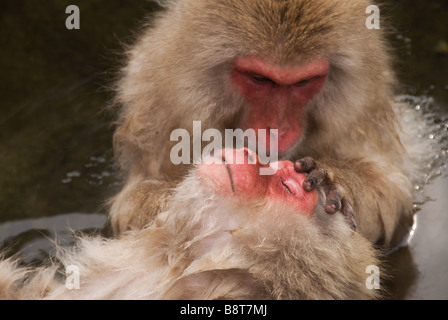 Japanese Macaques (Macaca fuscata), or Snow Monkeys, bathing in the hot springs of Jigokudani, Nagano Prefecture, Japan Stock Photo