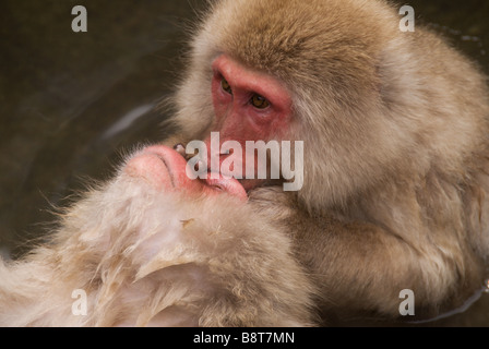 Japanese Macaques (Macaca fuscata), or Snow Monkeys, bathing in the hot springs of Jigokudani, Nagano Prefecture, Japan Stock Photo