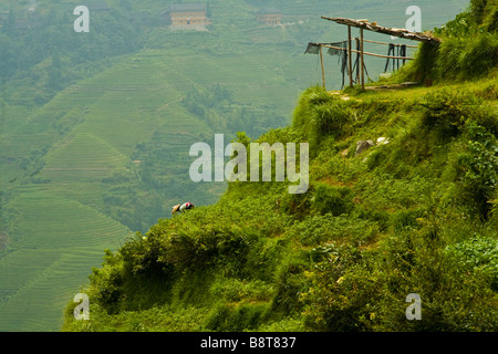 Farmer working on steep terraced fields in Longsheng, Guangxi Province, China. Stock Photo