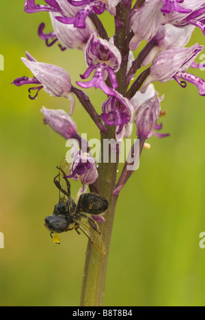 military orchid (Orchis militaris), a dead bee with pollinia on the antenna, hanging at one blossom, Germany, Saarland, Bliesgau Stock Photo