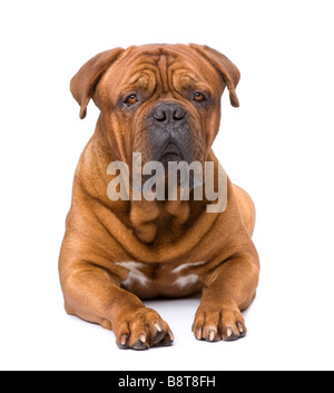 Dogue de Bordeaux 2 years in front of a white background Stock Photo