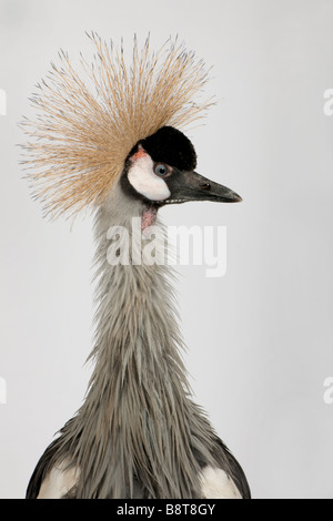 Grey Crowned Crane Balearica regulorum 18 months in front of a grey background Stock Photo