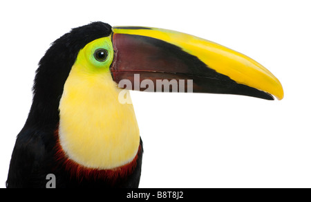 Chestnut mandibled Toucan or Swainson s Toucan Ramphastos swainsonii 3 years in front of a white background Stock Photo