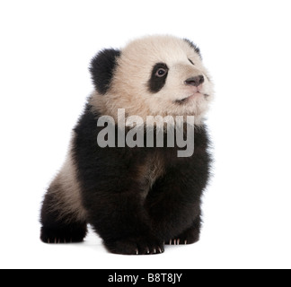 Giant Panda 6 months in front of a white background Stock Photo