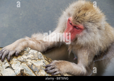 Japanese Macaque (Macaca fuscata), or Snow Monkey, bathing in the hot springs of Jigokudani, Nagano Prefecture, Japan Stock Photo