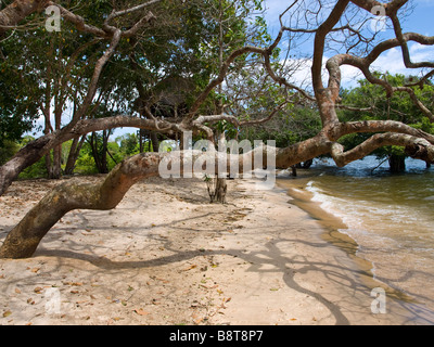 Beach on the Rio Tapajos in Jamaraqua. Floresta Nacional do Tapajos, near Santarem, Para state, Brazil. Stock Photo