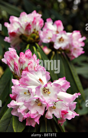 RHODODENDRON CALOPHYTUM AGM Stock Photo
