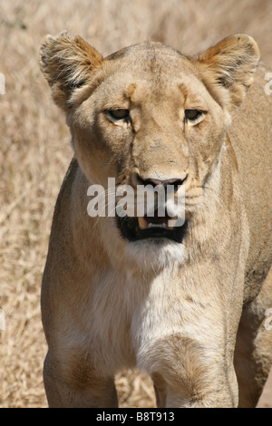 Close-up Of Female African Lion Panthera leo krugeri In Kruger NP, South Africa Stock Photo