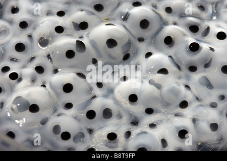 Frogspawn of Common Frog (Rana temporaria) Transilluminated Stock Photo