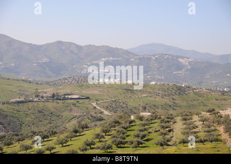 Olive grove.Trees growing close to Zafarraya in the Andalucian countryside north of Malaga southern Spain Stock Photo