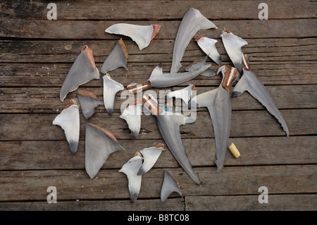 Shark fins drying in sun Semporna Sabah Malaysia Borneo South east Asia Stock Photo