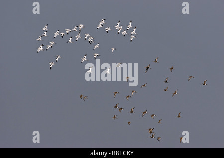 pied avocet (Recurvirostra avosetta), two flocks, Netherlands, Texel Stock Photo
