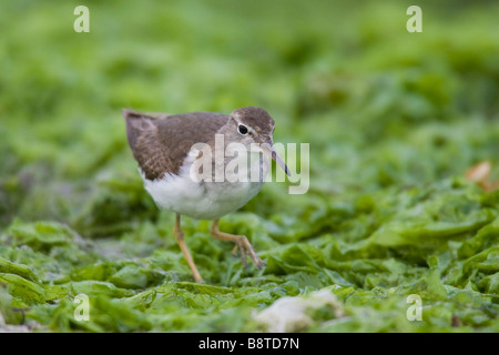 Spotted Sandpiper (Actitis macularia) walking on seaweed Stock Photo