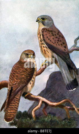 The Common Kestrel (Falco tinnunculus), young bird to the left and a old male, illustrated by Nils Tiren (1885-1935) Stock Photo