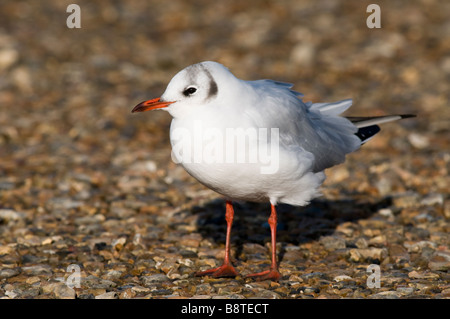 Black headed Gull Larus ridibundus resting on beach Stock Photo