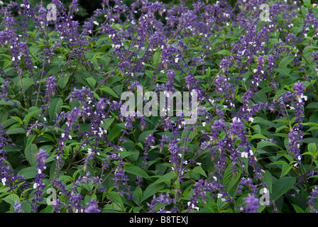 SALVIA PHYLLIS FANCY SAGE Stock Photo