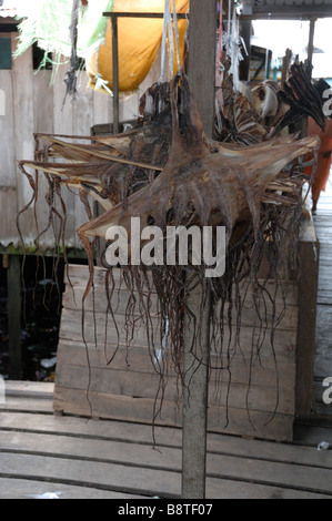 Dried octopus hanging up in stall dried fish market Semporna Sabah Malaysia Borneo South east Asia Stock Photo