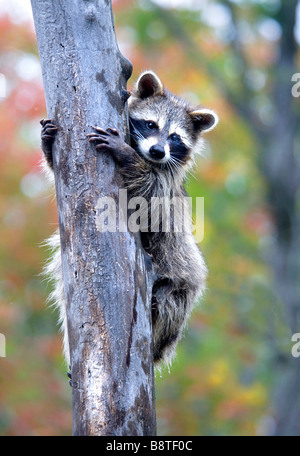 Raccoon, Minnesota Stock Photo