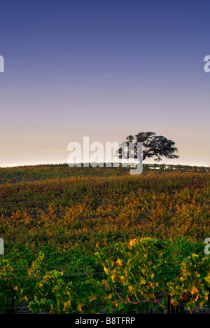 A lone oak tree sits a top a hill in a California vineyard near sunset. Stock Photo