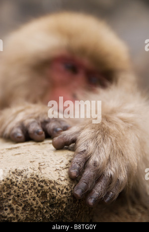 A young Japanese Macaque (Macaca fuscata), or Snow Monkey, bathing in the hot springs of Jigokudani, Nagano Prefecture, Japan Stock Photo