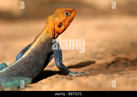 typical lizard Agama, of Africa, with very bright colors rests on the rock Stock Photo