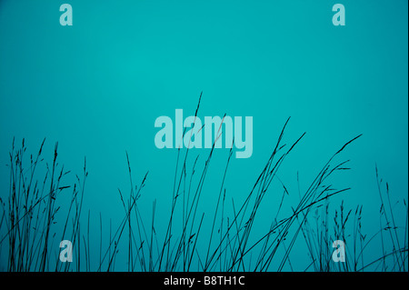 Grasses in a field on blue cold winters day Stock Photo