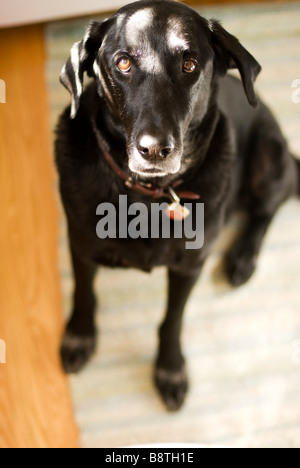 black labrador sitting up Stock Photo