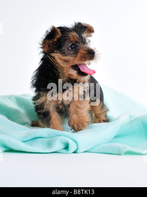 A 7 week old Yorkshire terrier puppy standing on a green blanket. Cutout. Stock Photo