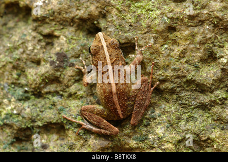 Boulenger's Madagascar Frog (Gephyromantis boulengeri) clinging to rock in Masoala National Park, Madagascar. Stock Photo