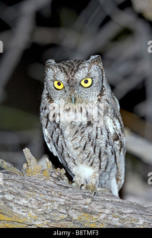 Western Screech-Owl Megascops kennikottii Stock Photo