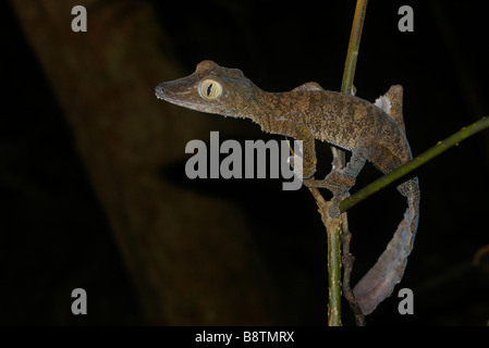 Common Leaf-tailed Gecko (Uroplatus fimbriatus) perched on twigs at night in Masoala National Park, Madagascar. Stock Photo