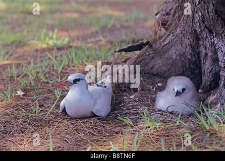 RED TAILED TROPICBIRD WITH CHICK, MIDWAY ISLANDS, HAWAII, U.S.A. Stock Photo