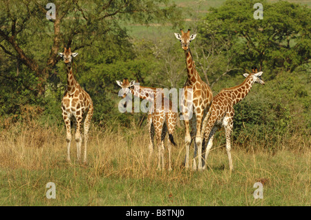 Rothschild's giraffe (Giraffa camelopardalis rothschildi), four young giraffes, Uganda Stock Photo