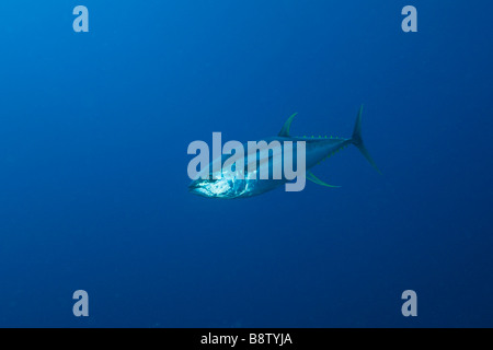 Yellowfin Tuna Thunnus albacares Daedalus Reef Red Sea Egypt Stock Photo