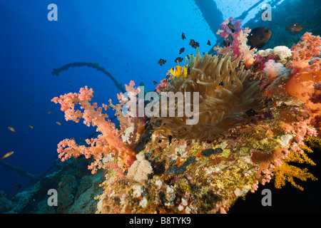 Sea Anemone at Numidia Wreck Heteractis magnifica Brother Islands Red Sea Egypt Stock Photo