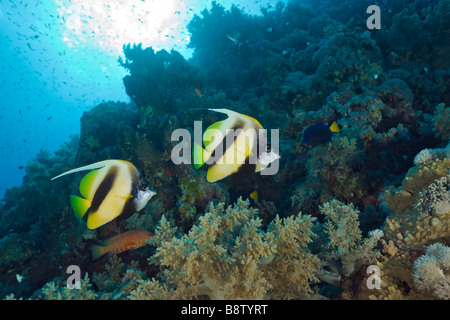 Pair of Red Sea Bannerfish Heniochus intermedius Elphinestone Reef Red Sea Egypt Stock Photo