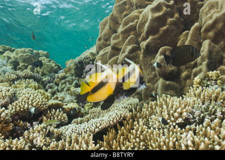 Pair of Red Sea Bannerfish Heniochus intermedius Daedalus Reef Red Sea Egypt Stock Photo