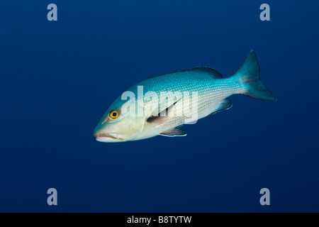 Twin Spot Snapper Lutjanus bohar Daedalus Reef Red Sea Egypt Stock Photo